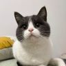 劈叉是只猫抖音达人头像