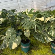 慢生活植物馆抖音达人头像