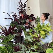 植趣蝴蝶兰抖音达人头像