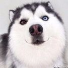 闷烧哈士奇抖音达人头像