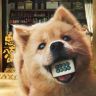 电影忠犬八公正在热映中抖音达人头像
