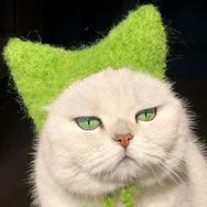 薄荷小薯条（猫砂）抖音达人头像