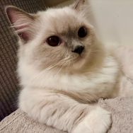 尾巴喵抖音号头像