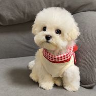 橘猪与狗蛋抖音达人头像