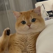 广广小灵兽抖音达人头像