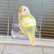 鹦同学🐤抖音达人头像