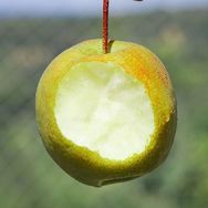 玉露香梨【山西把关人】抖音号头像