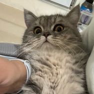 钱多多是只喵👀（金元宝）抖音达人头像