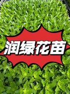 润绿农业——小苗抖音达人头像
