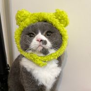 🍄哔哩是一只猫抖音达人头像