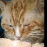 大老猫多多抖音达人头像