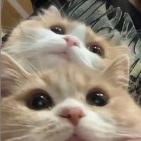 CJZJA抖音达人头像