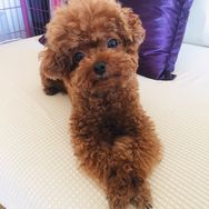 元宝小可爱抖音达人头像