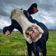 好运小牛🐮抖音达人头像