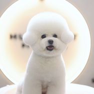 大耳朵布丁🐶抖音达人头像