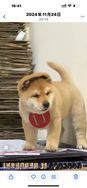 宿烈宠物生活坊抖音达人头像