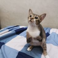 恐龙猫兔兔抖音达人头像