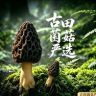 福建•古田菌菇之都抖音达人头像
