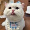 奶油泡芙不能吃🐱抖音达人头像