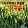 西农877育种基地抖音达人头像