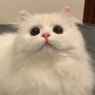Nuooo糯糯抖音达人头像
