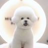 大耳朵布丁🐶抖音达人头像