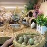 玛卡的芦丁鸡抖音达人头像