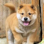 广西桂美宠物之家抖音达人头像