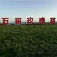 山东日照万亩玫瑰基地抖音达人头像