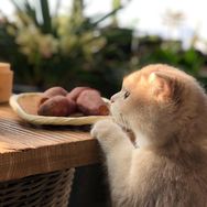 食戟之灵抖音达人头像