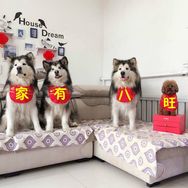 家有八旺抖音达人头像