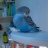 鹦宝小蓝🦜抖音达人头像