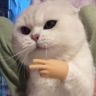甜的不正经🐱抖音达人头像