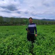 专业艾灸师王老师抖音号头像