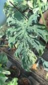 锦宇热植抖音达人头像