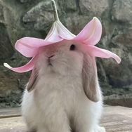 又文吃不饱🐰抖音达人头像