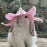 又文吃不饱🐰抖音达人头像