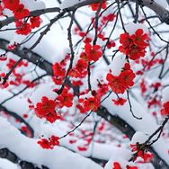 红梅抖音号头像