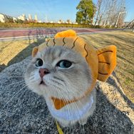 果皮cat抖音达人头像