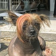 疯狂动物城抖音达人头像