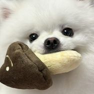 香菇终结者抖音达人头像