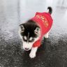 臭屁哈呀抖音达人头像