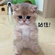 麦麦的日常抖音达人头像
