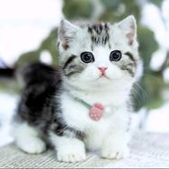🐱猫小哦🐱抖音达人头像