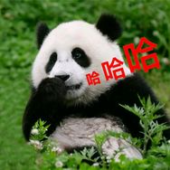 熊猫南小月抖音达人头像
