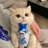 薄荷猫猫甜不甜抖音达人头像