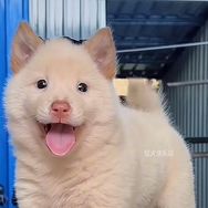 小沐精选田园犬抖音达人头像
