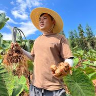 采鲜人抖音达人头像