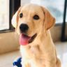 旺仔很忙🐶抖音达人头像