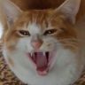FX小猫猪咪抖音达人头像